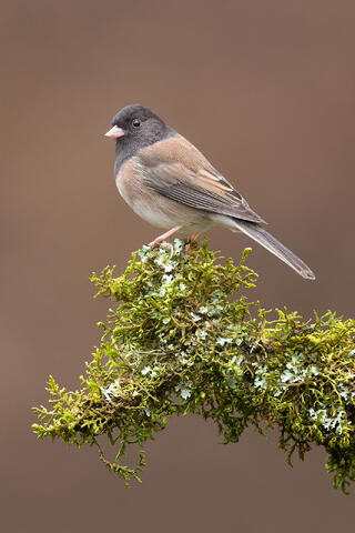 An Oregon junco sitting on a mossy log