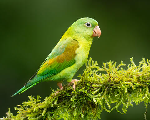 An orange-chinned parakeet standing on a mossy branch.