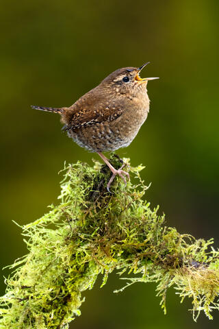 A Pacific wren singing on top of a mossy branch in the forest of British Columbia.