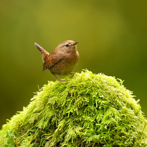 A Pacific wren standing on a mossy stump