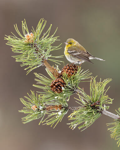 A pine wabler in a pine tree