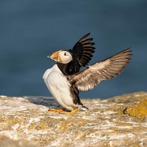 An Atlantic puffin landing with a feather in its beak
