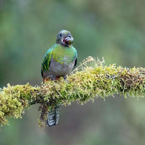 A female resplendent quetzal holding a wild avocado in her beak.