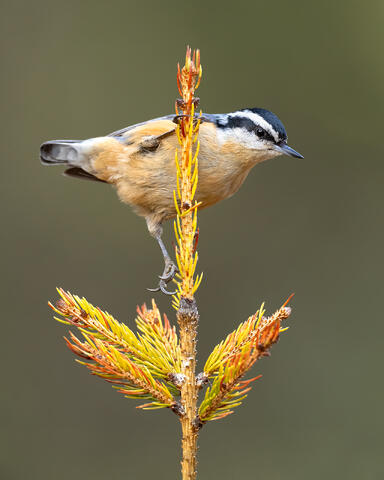 A male red-breasted nuthatch climbing on a yellow-colored spruce tree