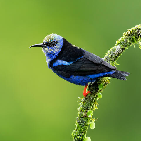 A juvenile male red-legged honeycreeper on a mossy branch.