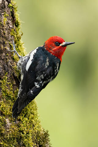 A red-breasted sapsucker on a mossy tree trunk.
