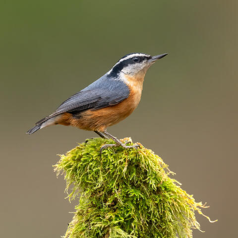 A red-breasted nuthatch perched on a mossy tree stump