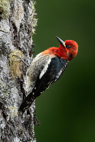 A red-breasted sapsucker hanging onto a mossy tree trunk in British Columbia.