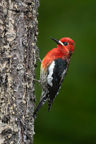A red-breasted sapsucker on a dead tree covered in hardened sap.