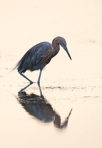 A reddish egret walking through a marsh in Florida.