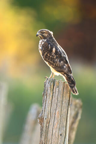 A backlit juvenile red-shouldered hawk standing on a post, with fall colors in the background.