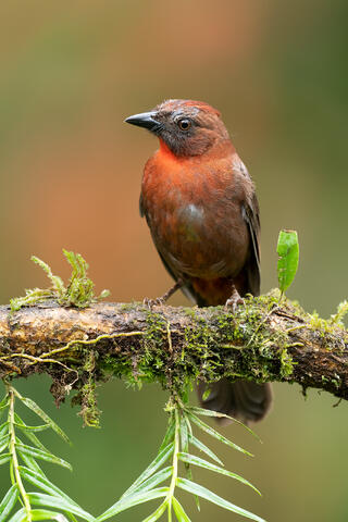 A male red-throated ant tanager on a branch with lots of vines.