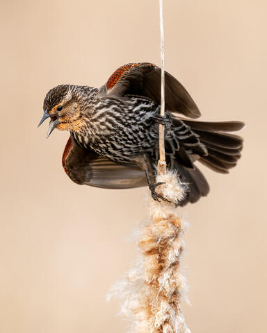 A juvenile red-winged blackbird calls from the top of a cattail in a Quebec marsh.