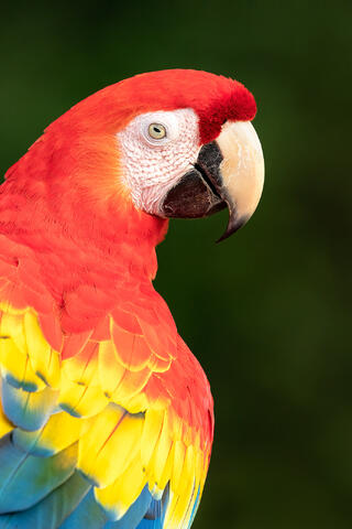 A close-up portrait of a scarlet macaw.