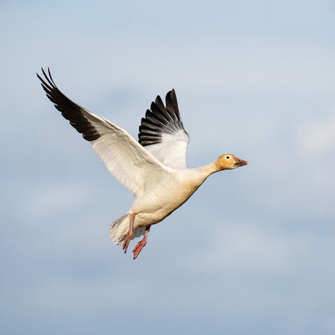 A snow goose taking off with mountains in the background.
