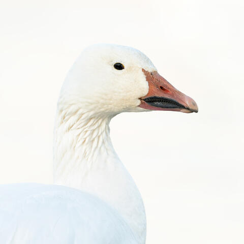 A close-up of a snow goose in indirect light.