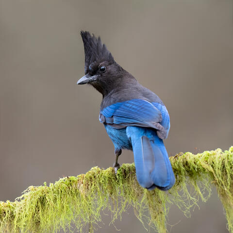 A Steller's jay perched on a moss-covered tree branch