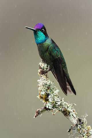A male Talamanca hummingbird on a branch in the rain.
