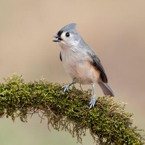 A tufted titmouse calling from a mossy branch in Quebec.
