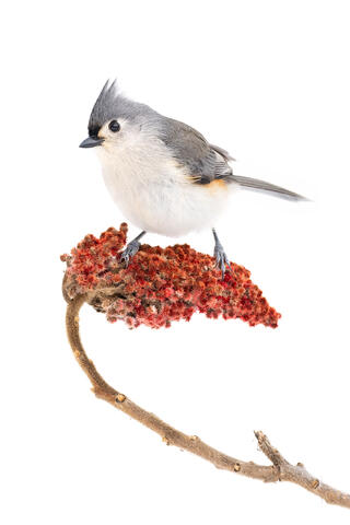A tufted titmouse perched on a cluster of sumac berries with a white snow background in Quebec.