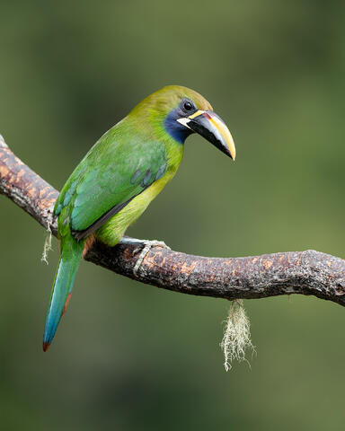 A northern emerald toucanet sitting on a vine.