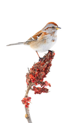 A tree sparrow perched on top of a sumac berry cluster in winter.