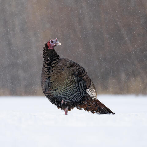 A male wild turkey in falling snow