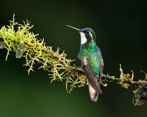 A male white-throated mountaingem on a thin branch with moss.