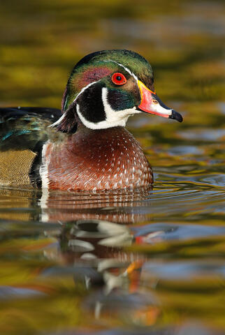 A close-up of a male wood duck in a pond reflecting fall colors.