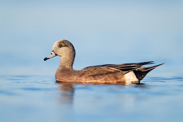 A male American wigeon in still blue water at sunset