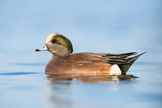 An American wigeon drake in blue water.