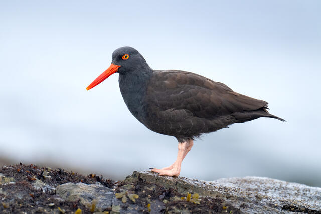 A black oystercatcher standing on seaweed-covered rocks.