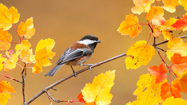 A chestnut-backed chickadee on a maple tree branch with orange leaves

