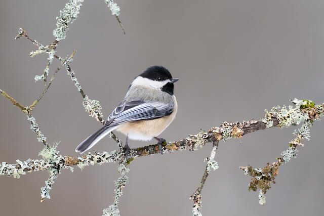 A black-capped chickadee on a bare branch