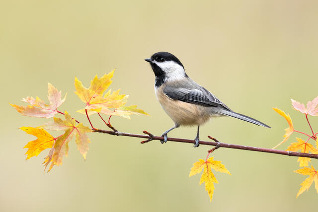 A chickadee perched on a maple branch with yellow leaves.