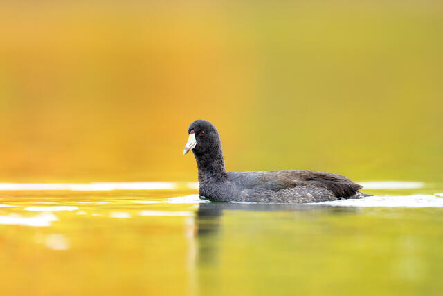 An American coot swimming in colorful water