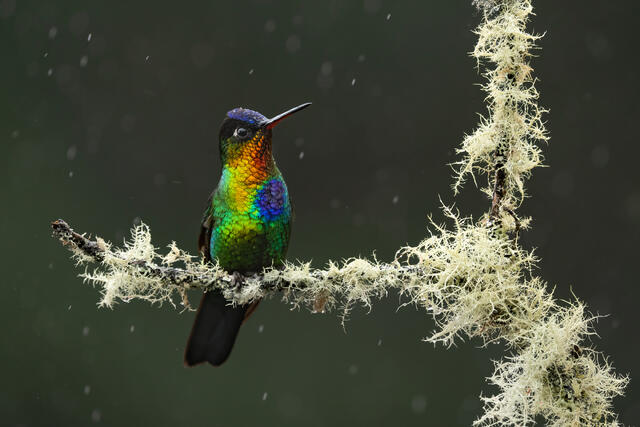 A fiery-throated hummingbird on a thin branch with moss in the rain