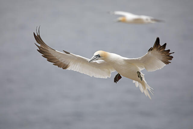 A northern gannet with its wings spread for landing with another gannet in the distance behind it.