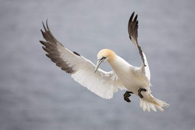 A northern gannet landing with its wings raised.
