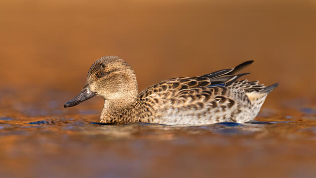 A female green-winged teal swimming in orange water.