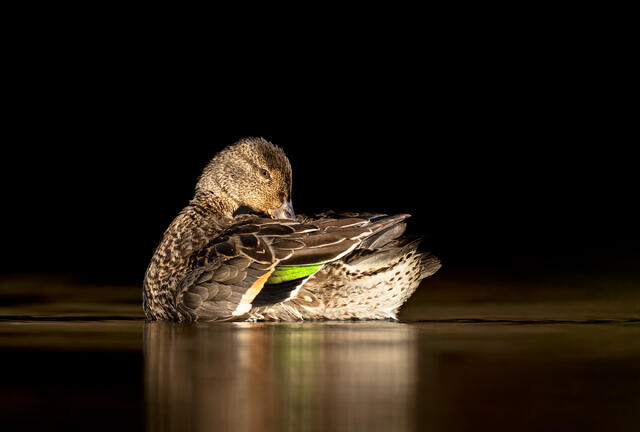 A female green-winged teal preening against a black background