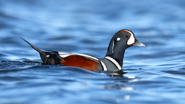A male harlequin duck swimming in blue water