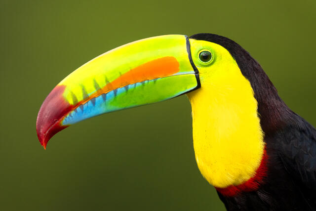 A close-up of a keel-billed toucan