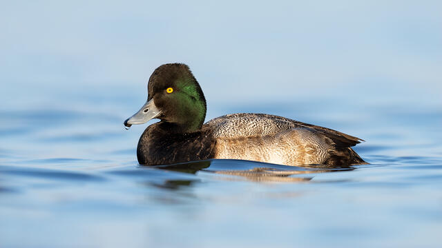 A lesser scaup drake swimming in the water