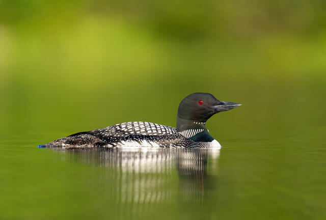 A common loon floating in calm green water in sunset light
