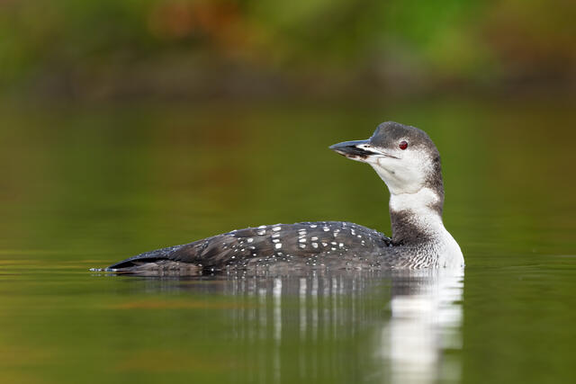 A common loon in winter plumage, swimming in water that shows autumn reflections.