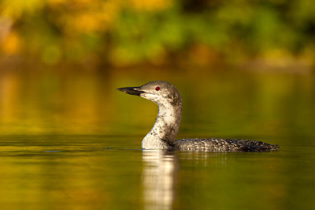 A common loon in winter plumage in golden October light, surrounded by the reflections of the changing leaves in New Hampshire.