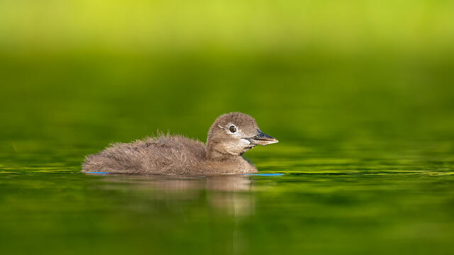 A common loon chick, about one month old, swimming on a New Hampshire lake.