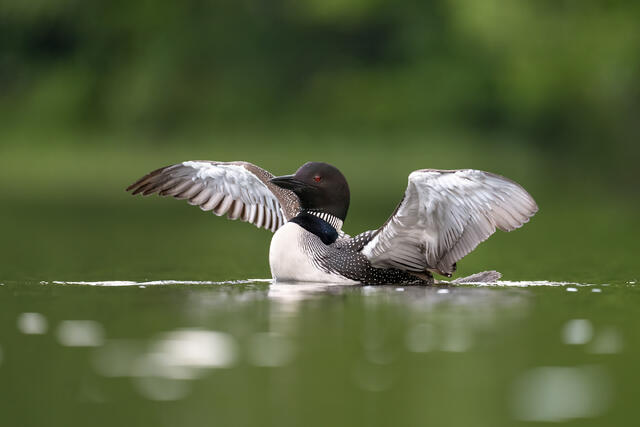 An adult common loon flapping its wings in the water