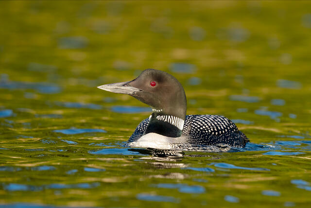 Wind creates colorful ripples on a New Hampshire lake that catch a variety of golds, greens, and blues around a common loon.